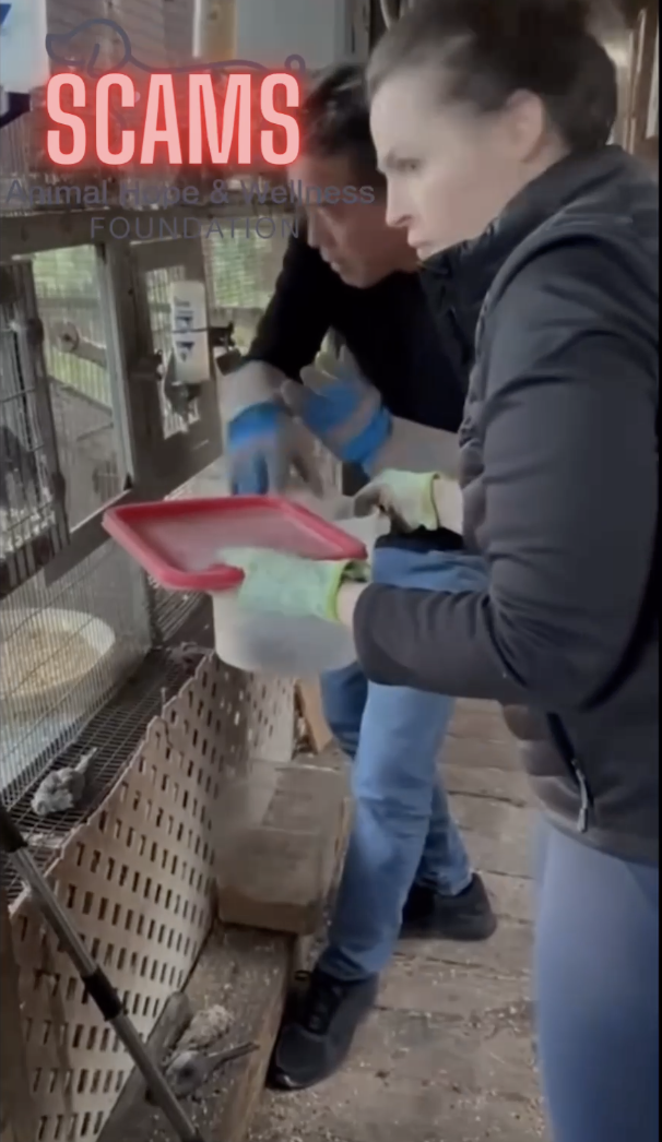 Two individuals wearing gloves are handling animals in an animal shelter, with the word 'SCAMS' in bold red letters and text about Animal Hope & Wellness Foundation in the background.