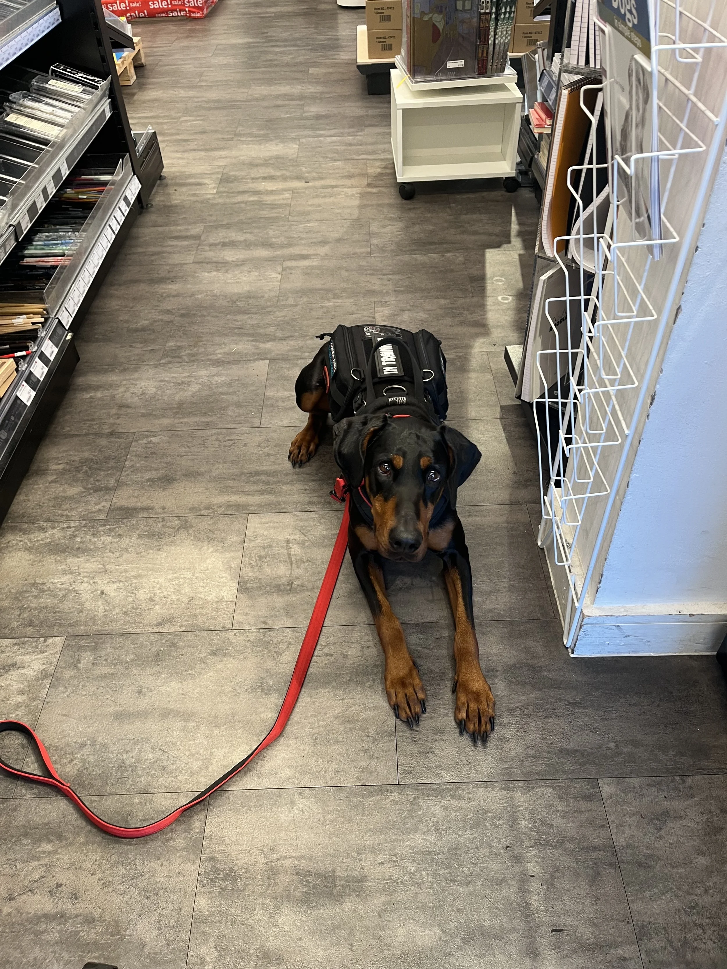 A black and tan dog with a harness and red leash lying on the floor of a store aisle.