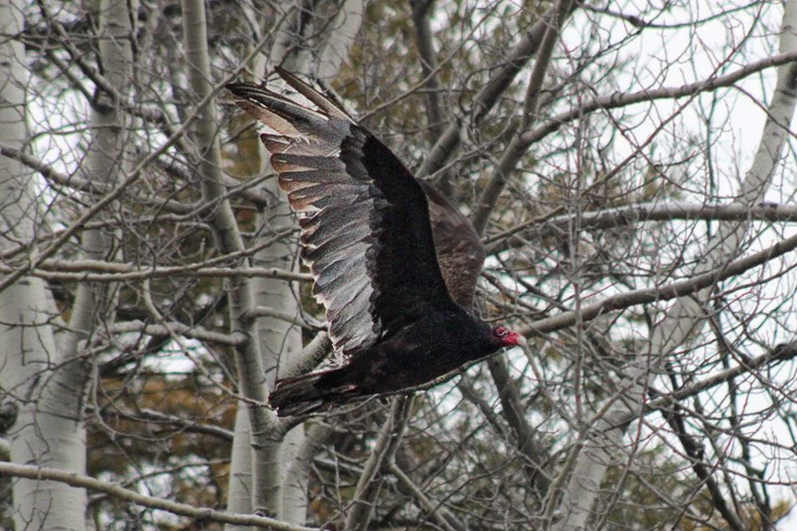 The Bird Nobody Expects to See in Ticonderoga