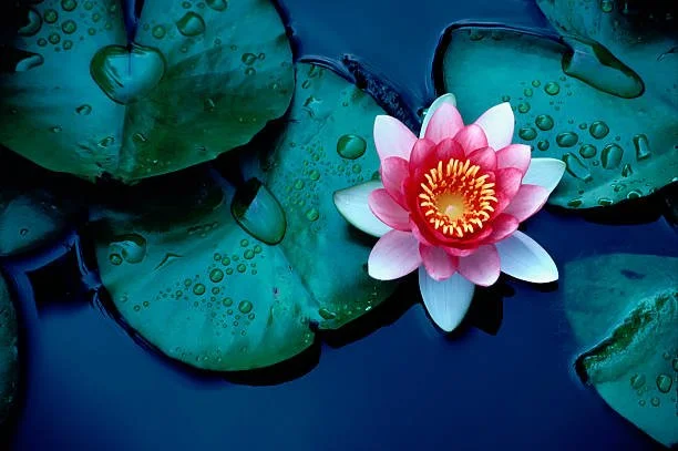 A pink water lily flower with yellow center floating on dark water surrounded by green lily pads with water droplets