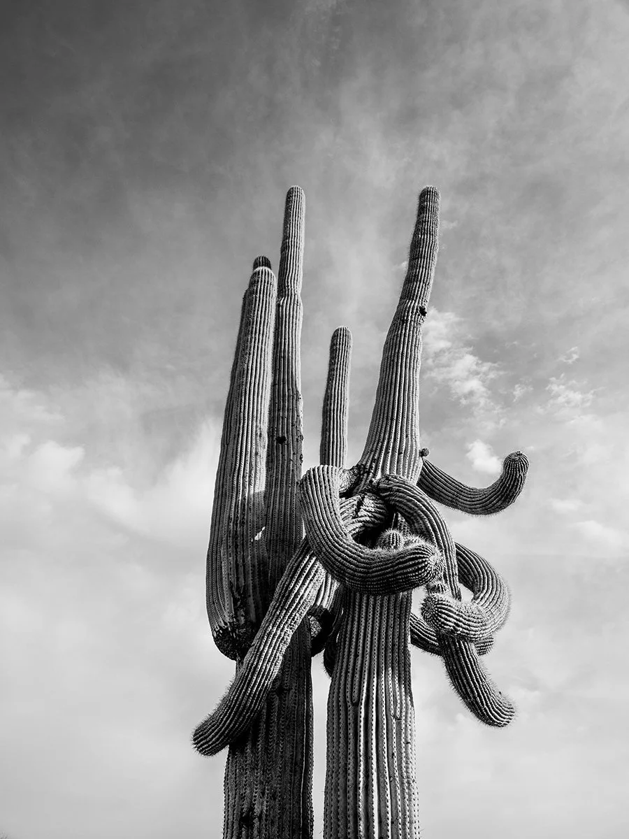 Hackberry_Saguaro1_9999_43NC.jpg