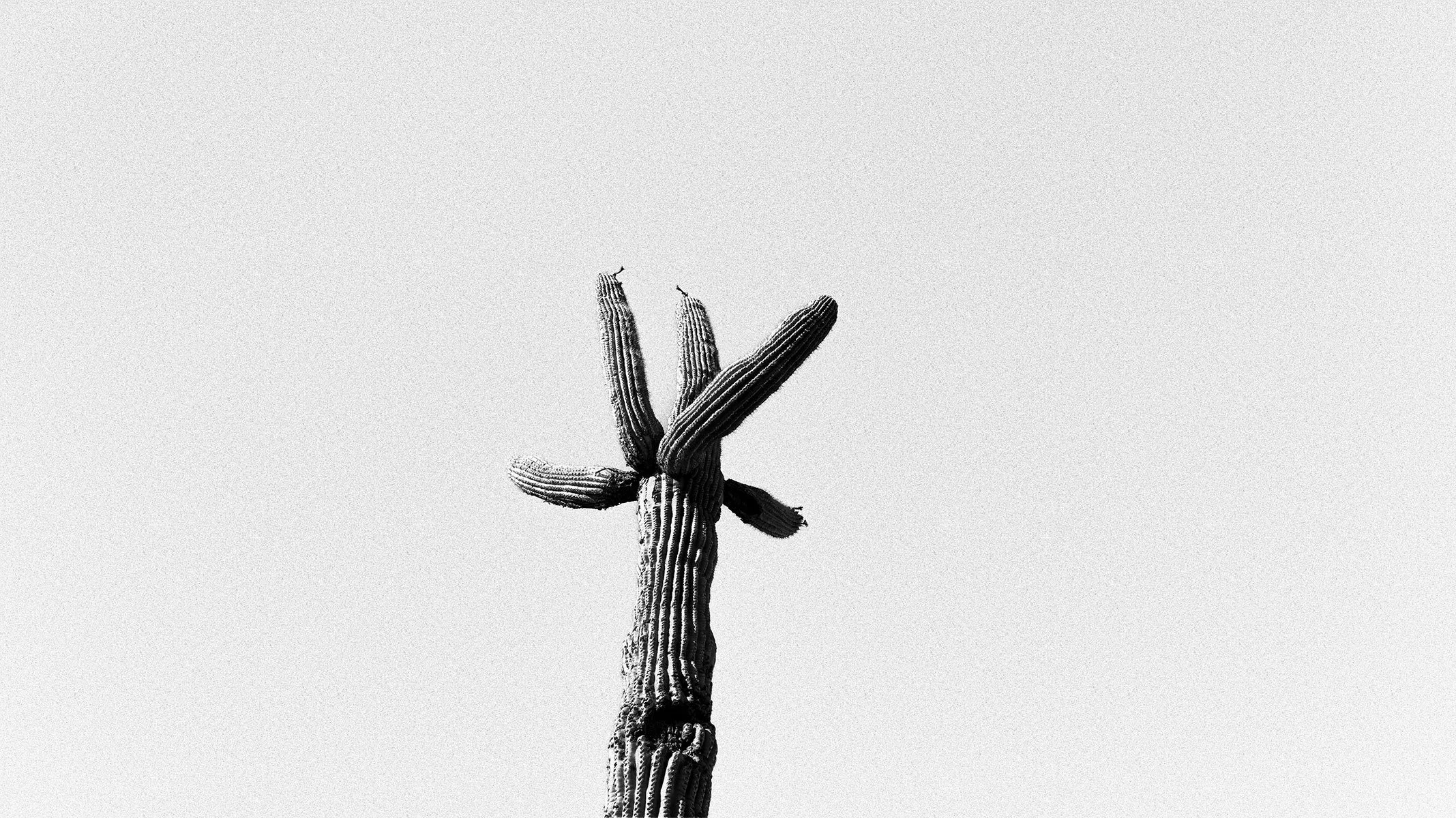 Hackberry_Saguaro1_7074_169NC.jpg