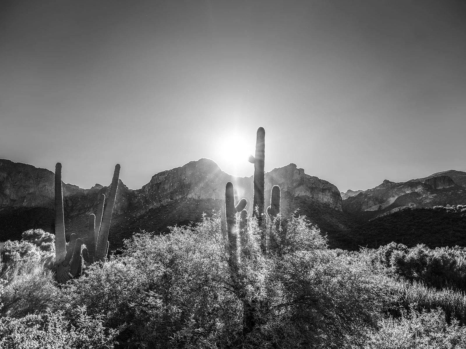 SR-Landscape-Saguaro_7934_43.jpg