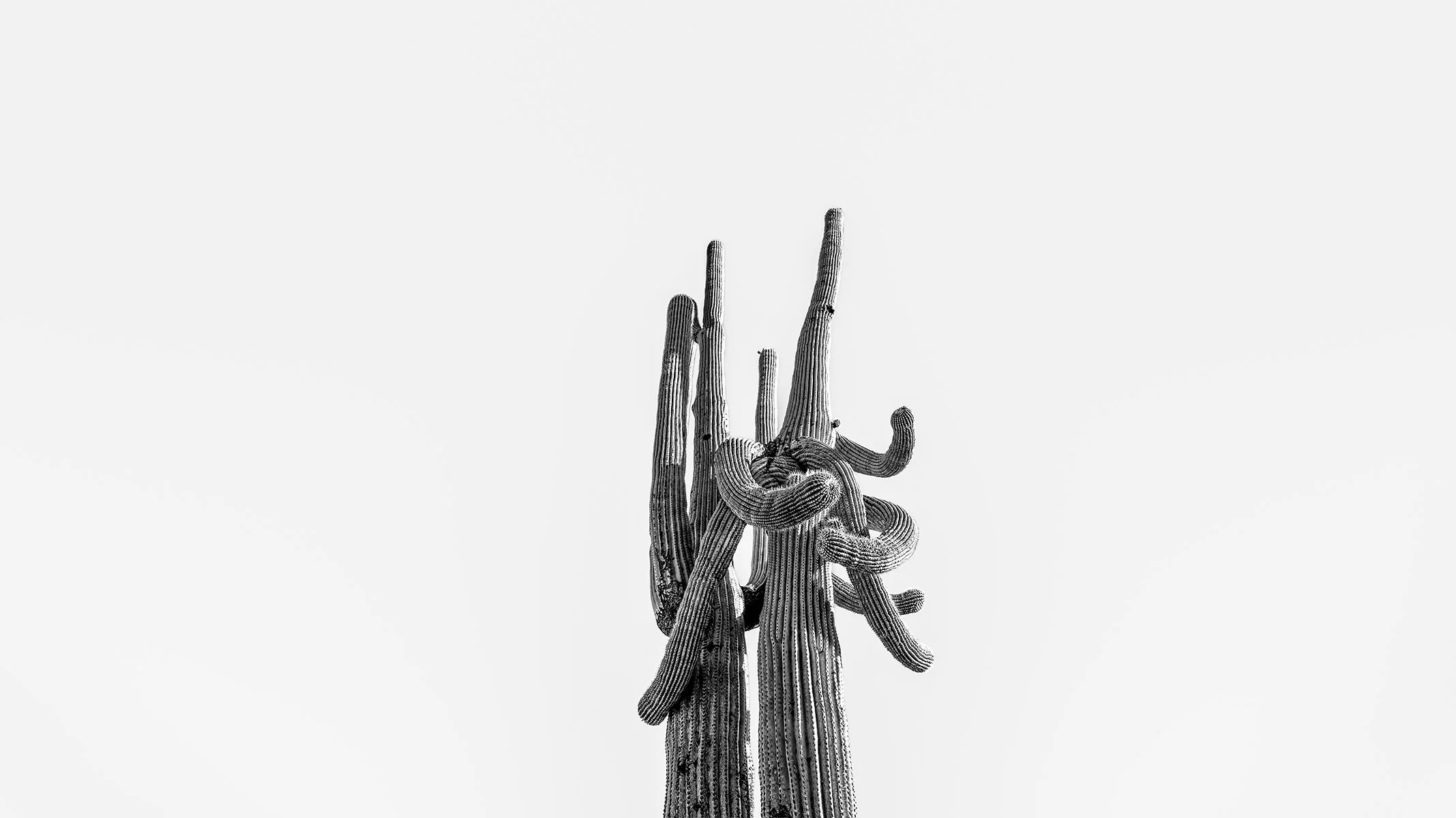Hackberry_Saguaro1_7223_169NC.jpg