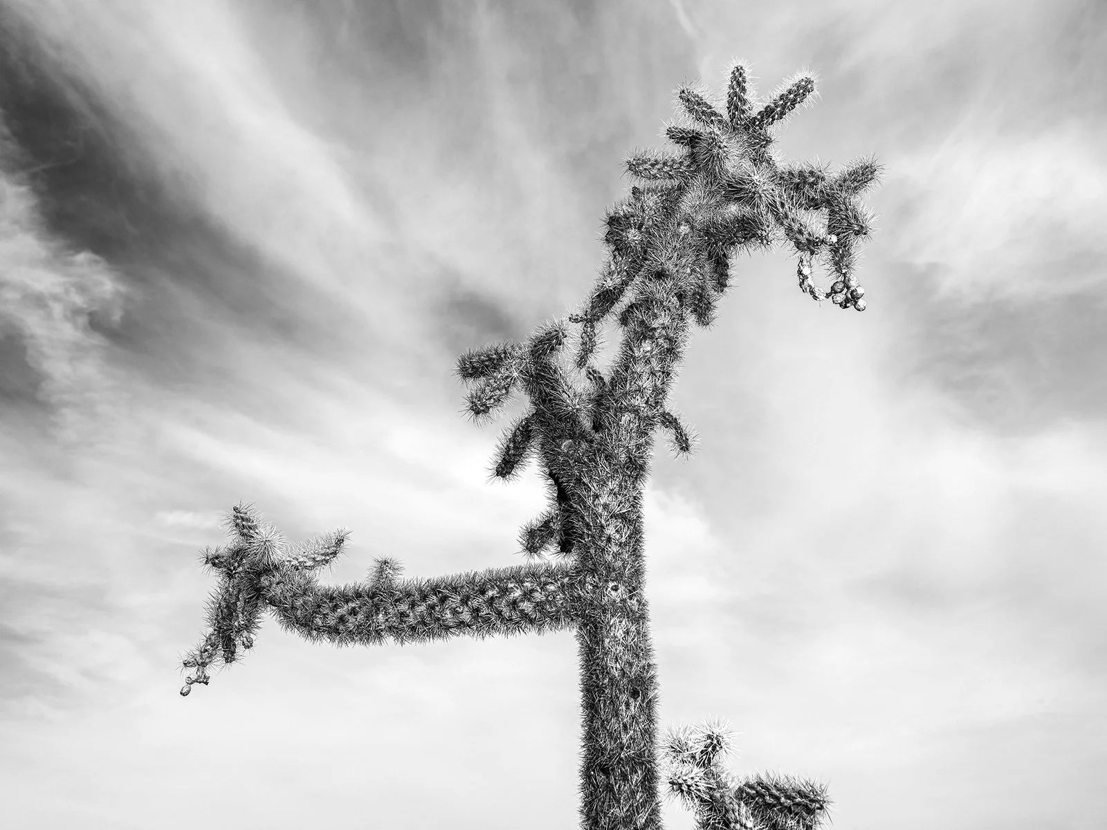 Hackberry_Cholla1_7061_43NC.jpg