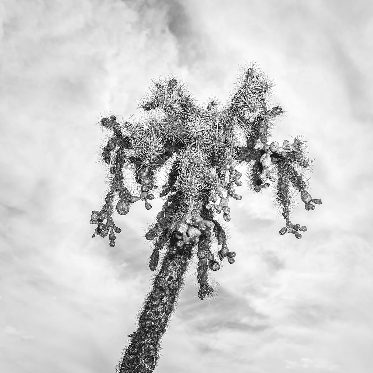 Hackberry_Cholla2_7112_66F.jpg