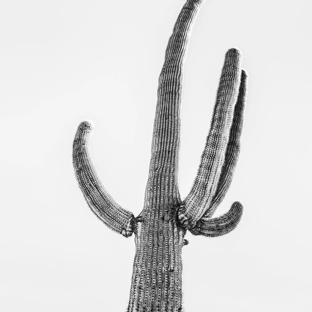 SR-Saguaro_8078_66C_V2.jpg