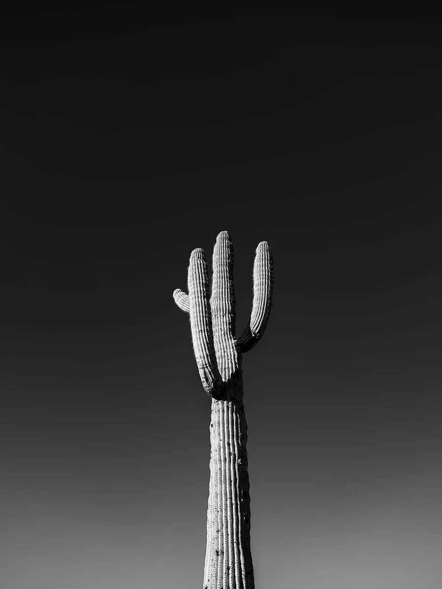 UP-Saguaro1_8393_43.jpg