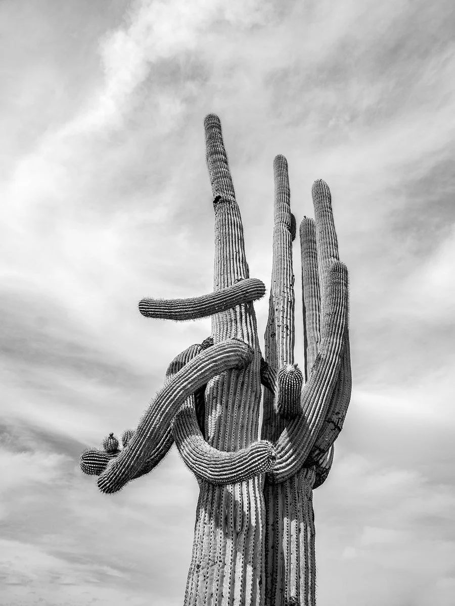 Hackberry_Saguaro1_7019_43NC.jpg