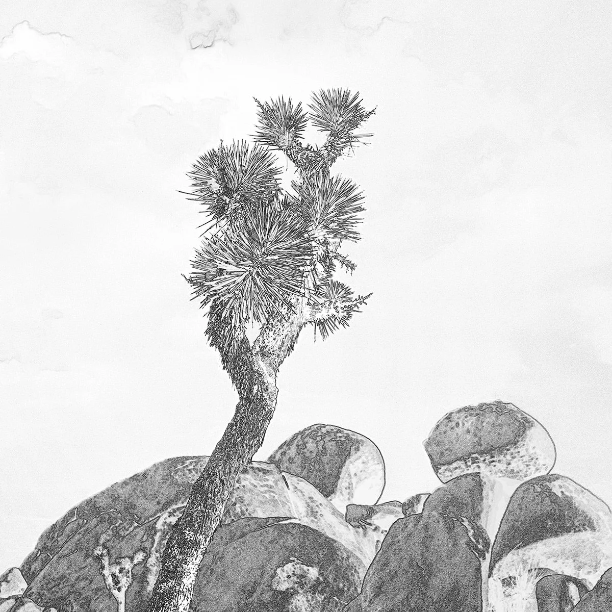 JT-TREE-BOULDERS_7821_66_EDGWHT.jpg