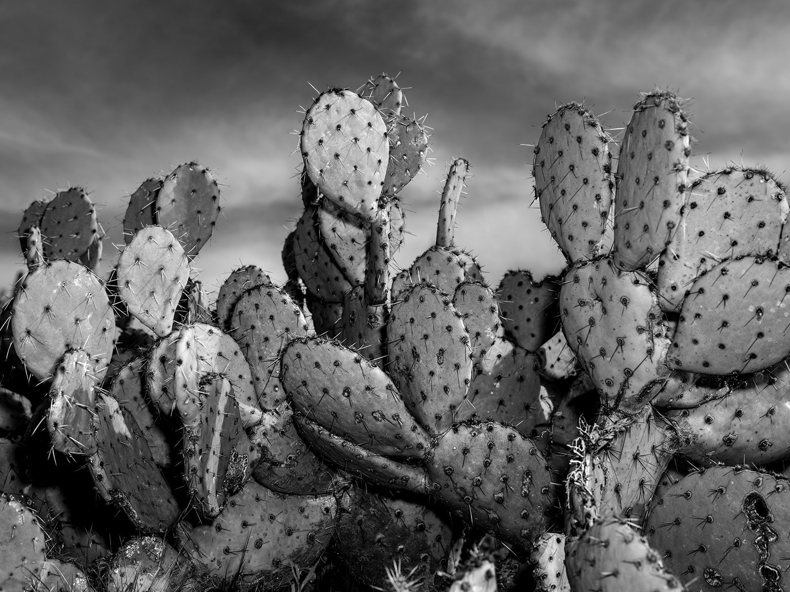 Pickett_Prickly-Pear1_8874_43H.jpg