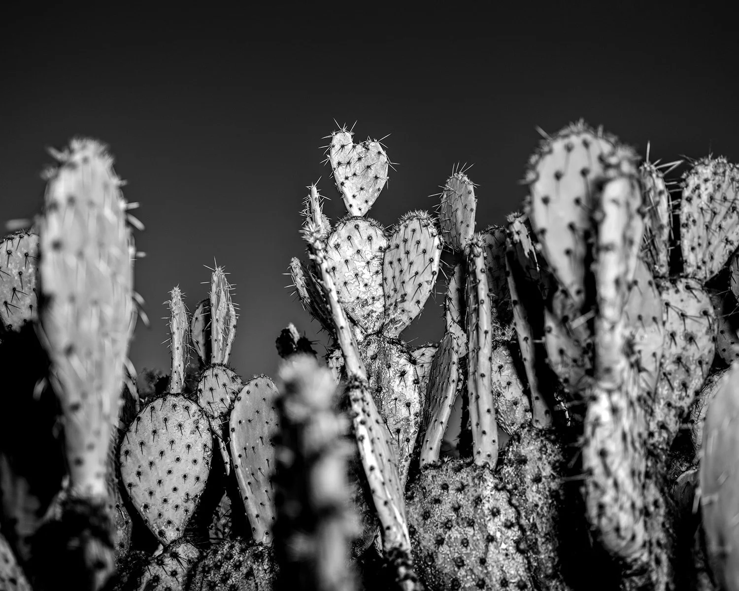 SR-Prickly-Pear_8021_54.jpg