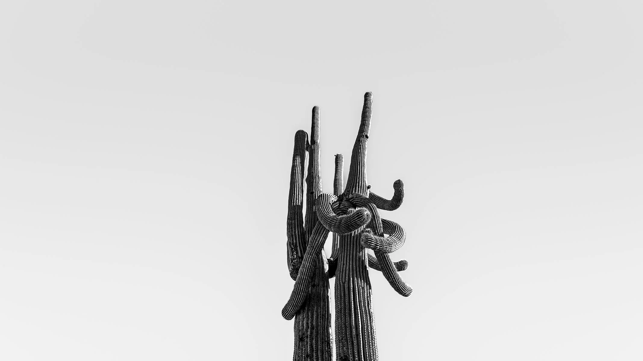 Hackberry_Saguaro1_7223_169NC.jpg