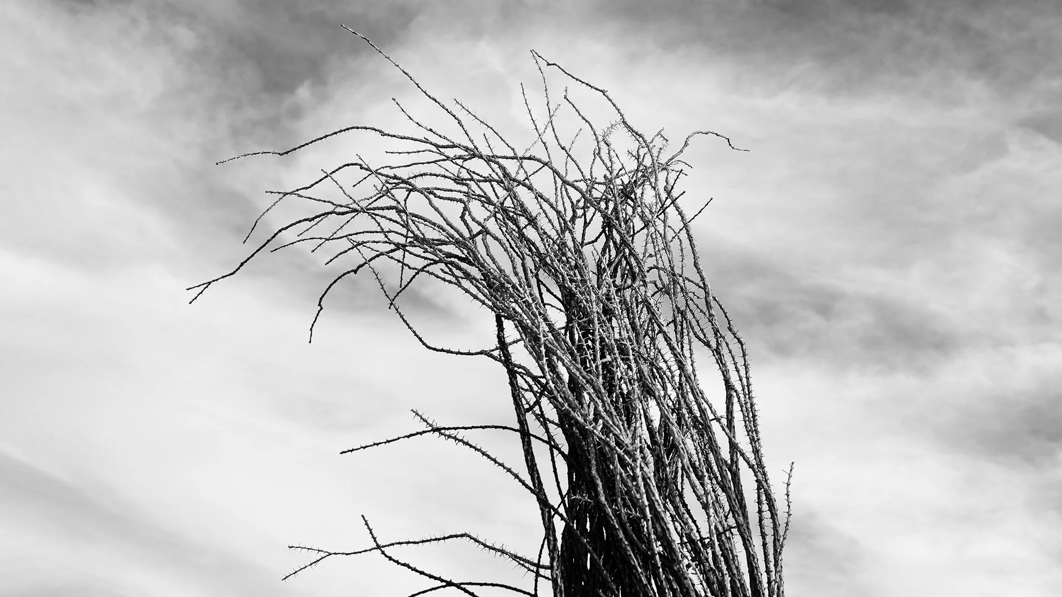 Hackberry_Ocotillo_9629_169.jpg