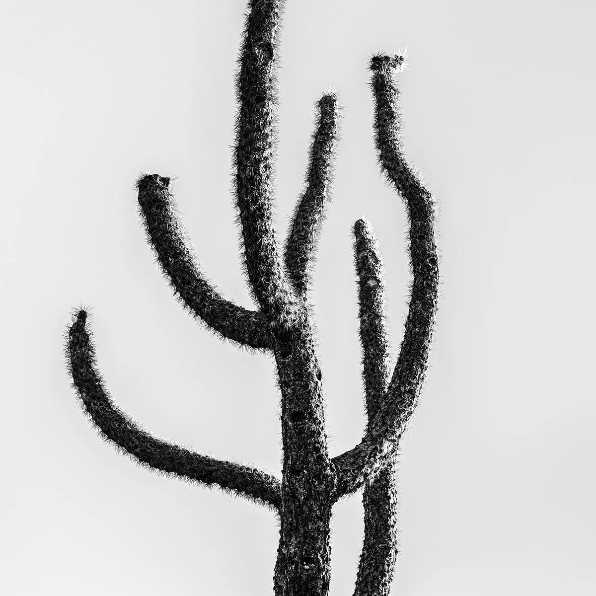 UP_Cholla2_9187_66.jpg