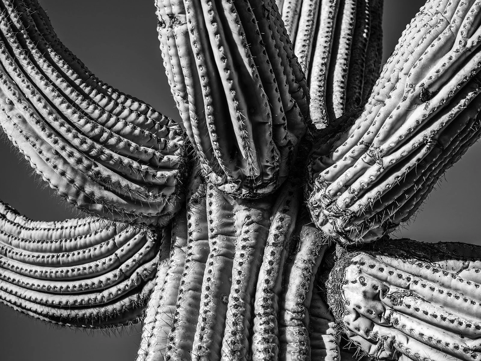 UP_Saguaro2_9137_43H.jpg