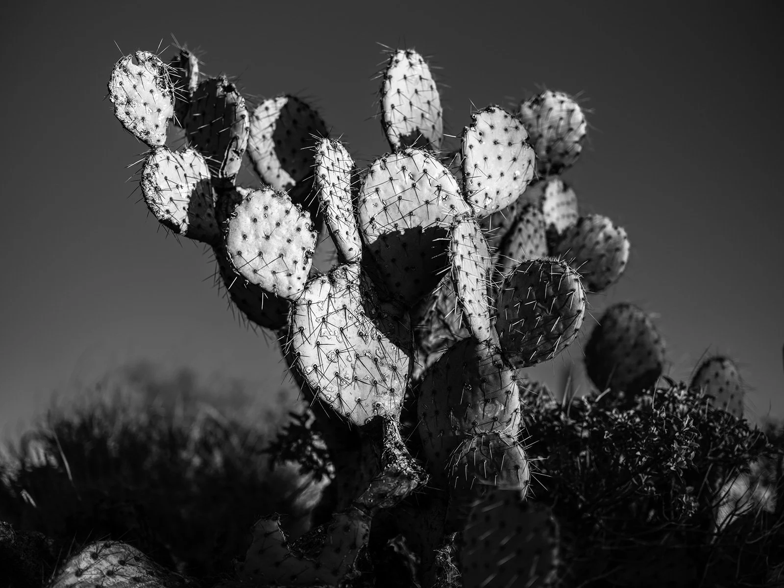 UP-Prickly-Pear_8240_43.jpg