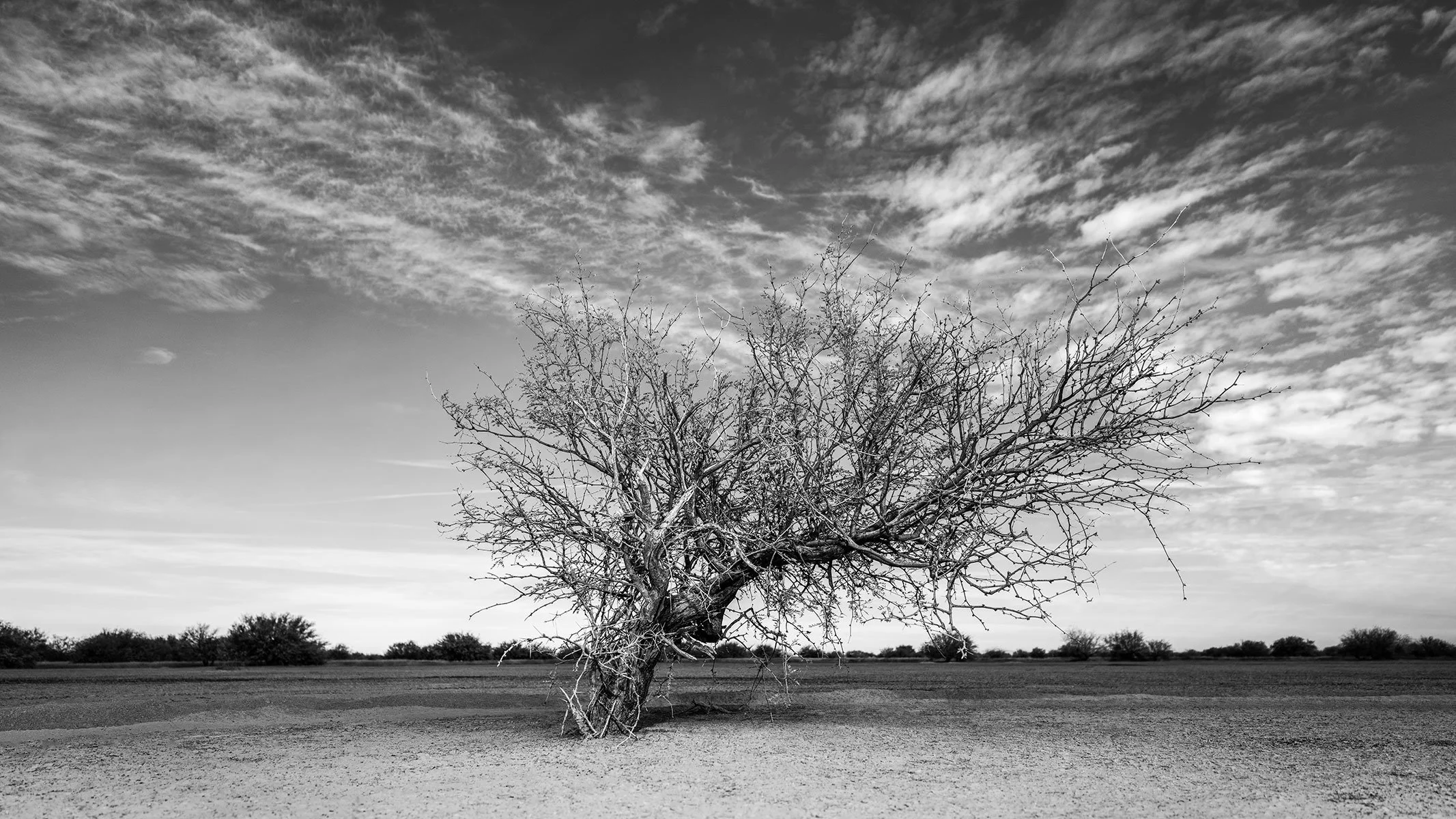 AZ-City_Tree1_8578_169.jpg
