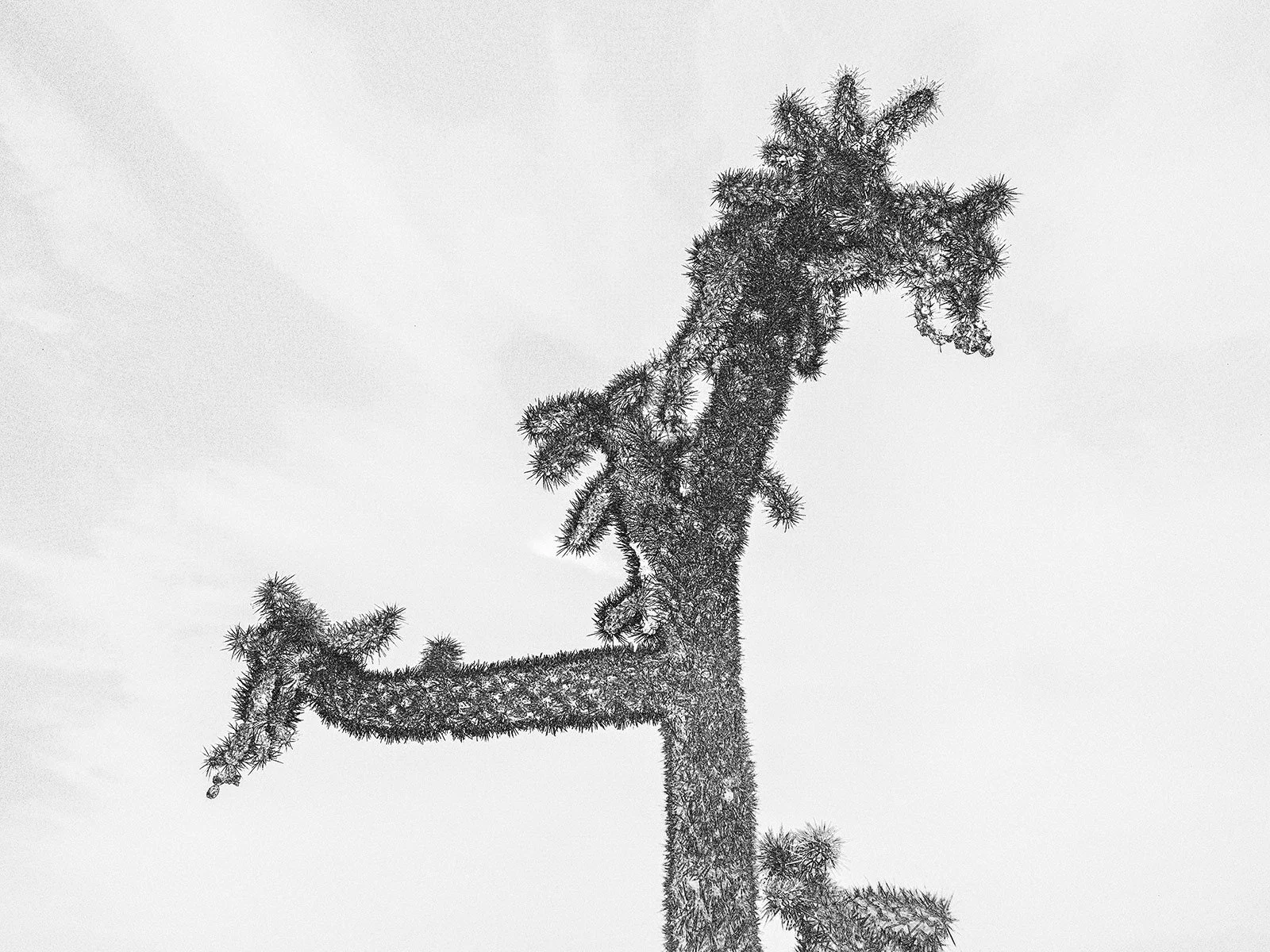 Hackberry_Cholla1_7061_43NC_EDGWHT.jpg