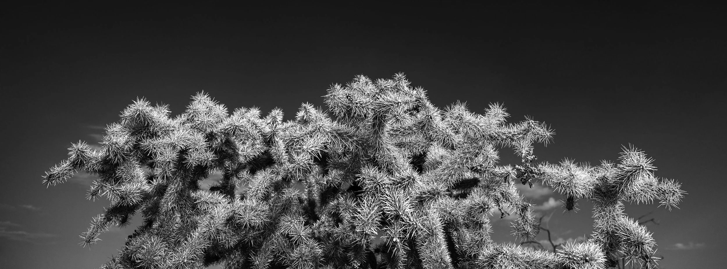 UP_ChollaTop2_7423_6524.jpg