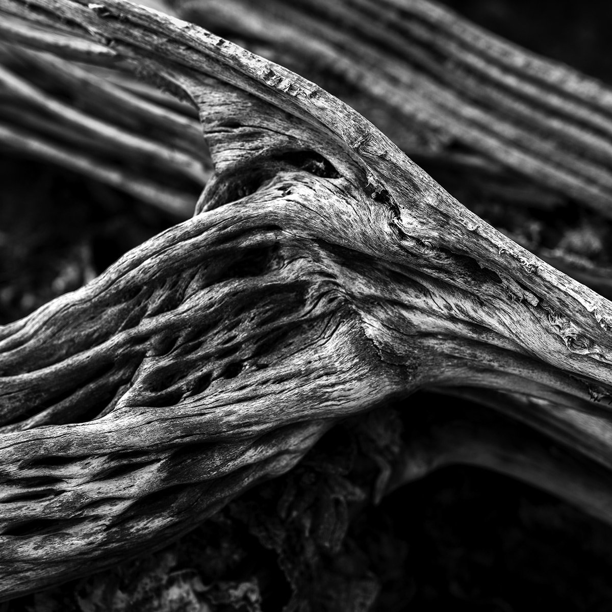 UP-Dead-Saguaro_9081_66.jpg