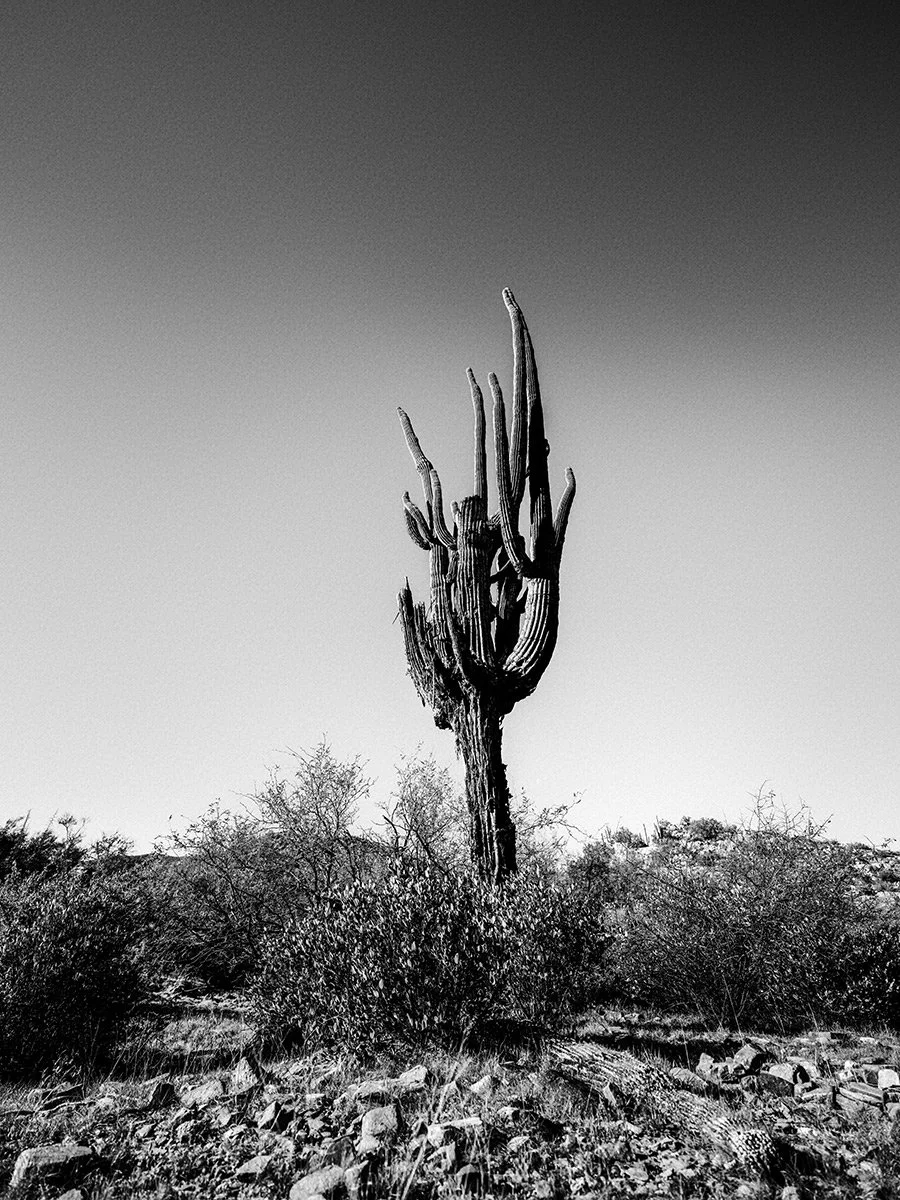 Picket_Saguaro3_9352_43V.jpg