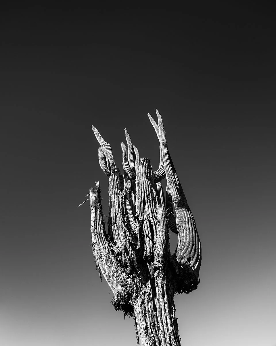 Picket_Saguaro1_9345_34V_V2.jpg