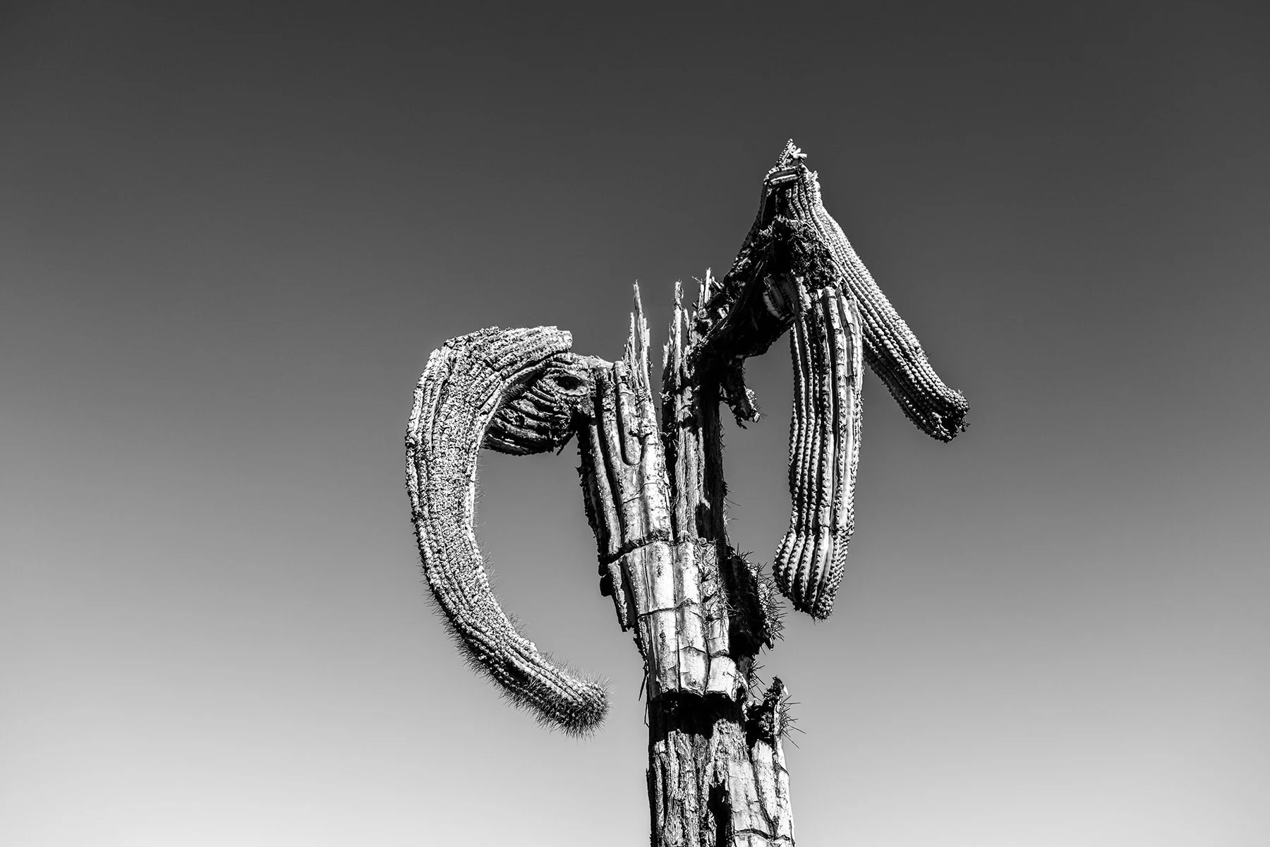 Hackberry_Saguaro1_7651_23H.jpg