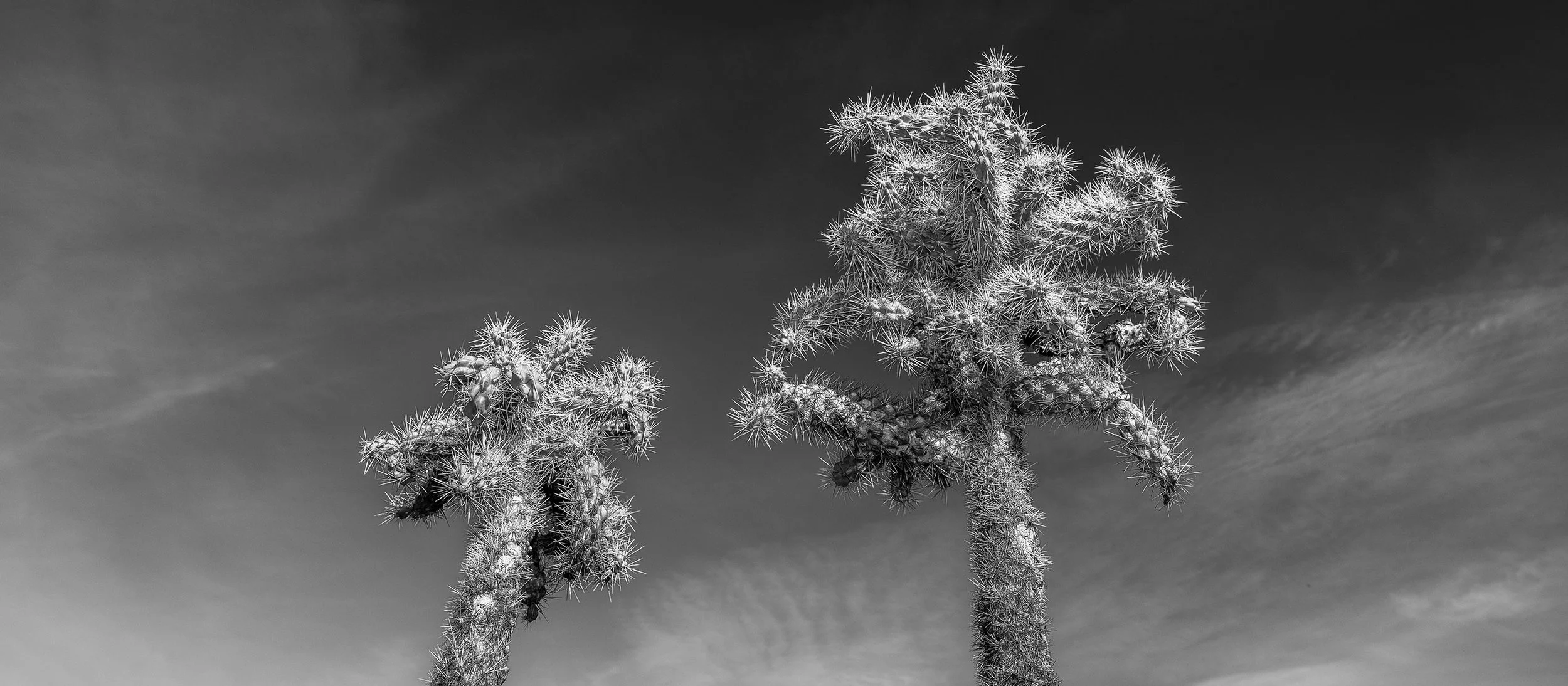 Hackberry_Cholla_7927_167.jpg