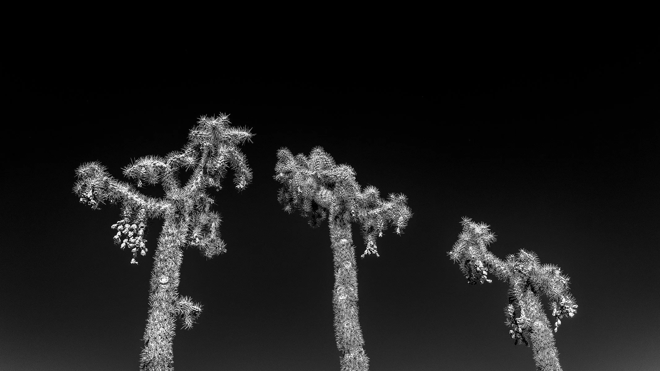 Hackberry_Cholla1_7283_169C.jpg
