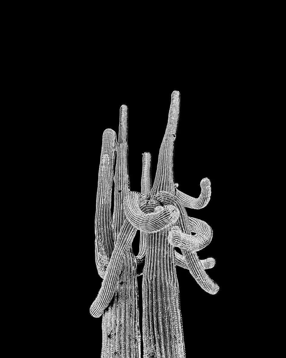 Hackberry_Saguaro1_7223_54_EDGBLK.jpg