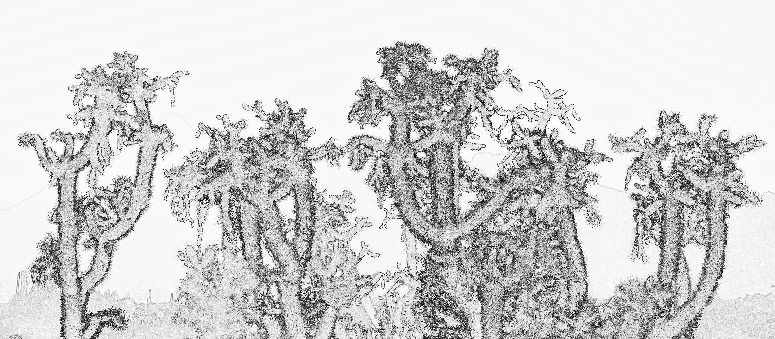 Hackberry_Cholla1_9952_Edge-Edit.jpg