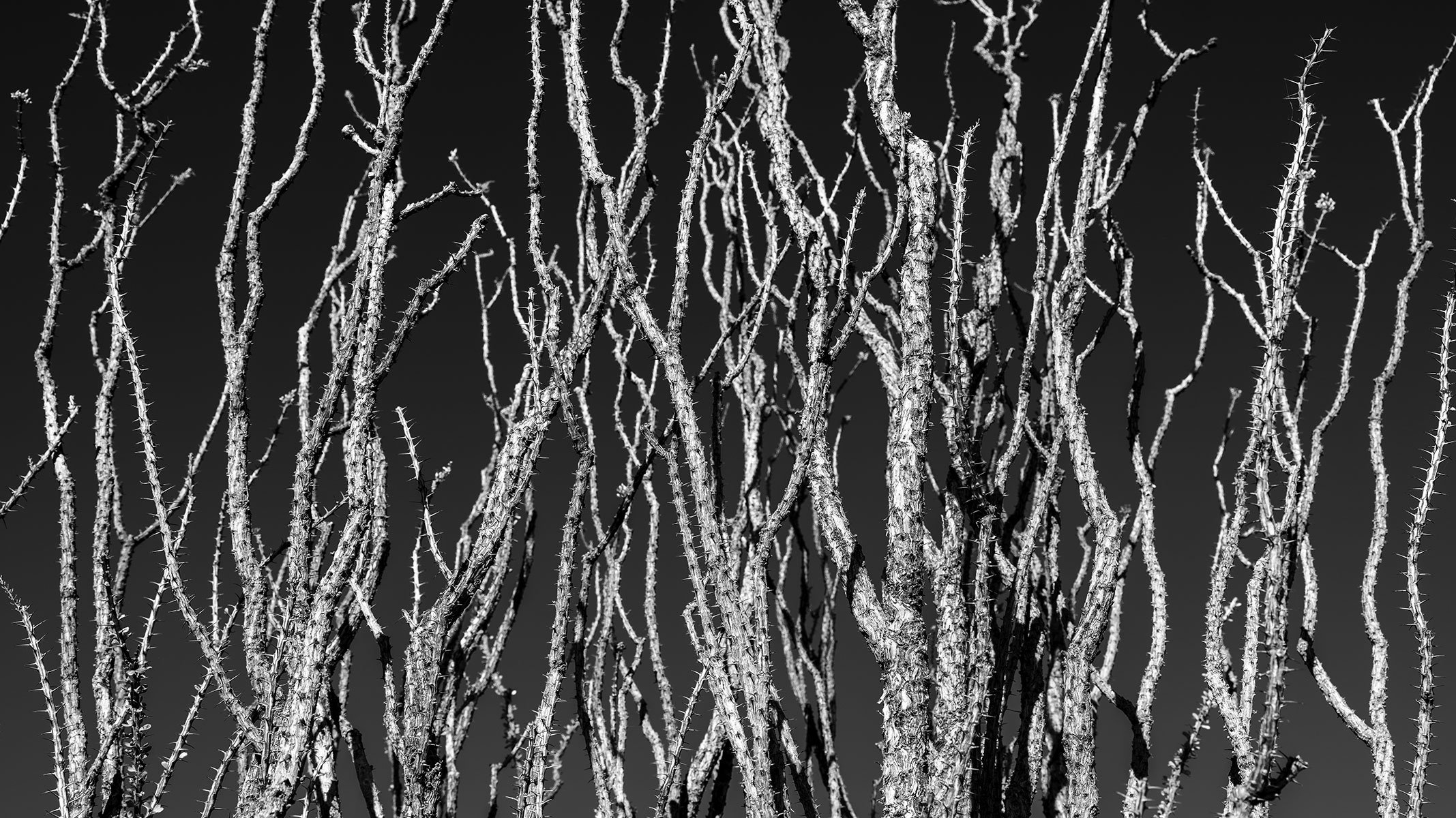 Hackberry_Ocotillo1_7311_169NC.jpg