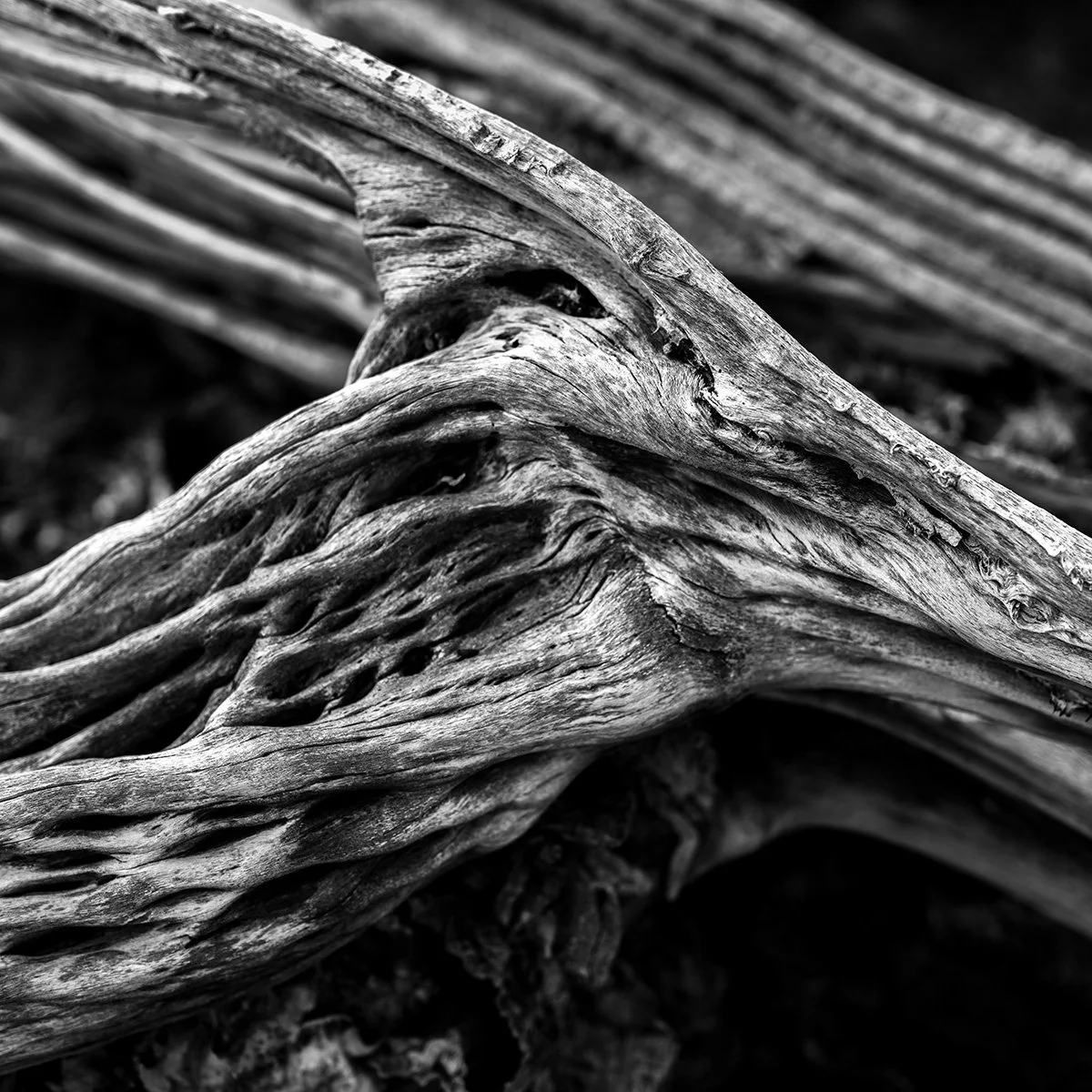 UP-Dead-Saguaro_9081_66.jpg