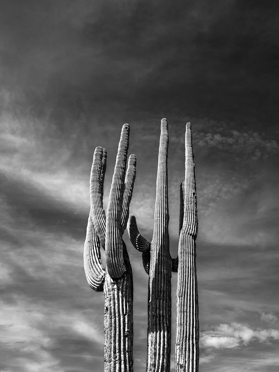 Pickett_Saguaro1_8852_43V.jpg