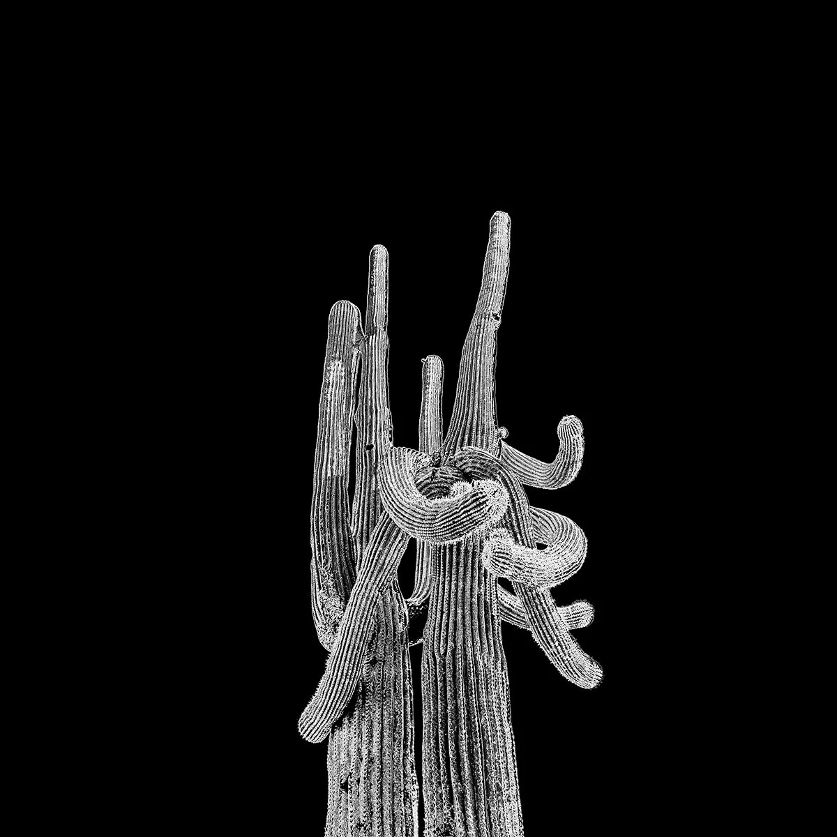 Hackberry_Saguaro1_7223_66_EDGBLK.jpg