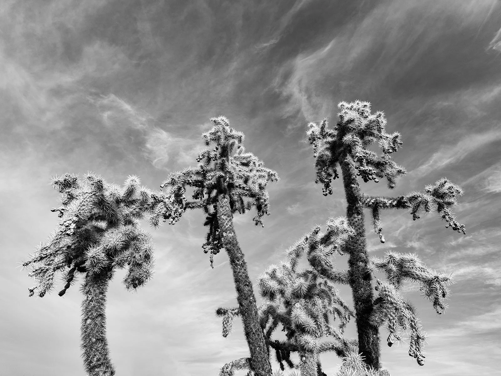 Hackberry_Cholla1_0158_43NC.jpg