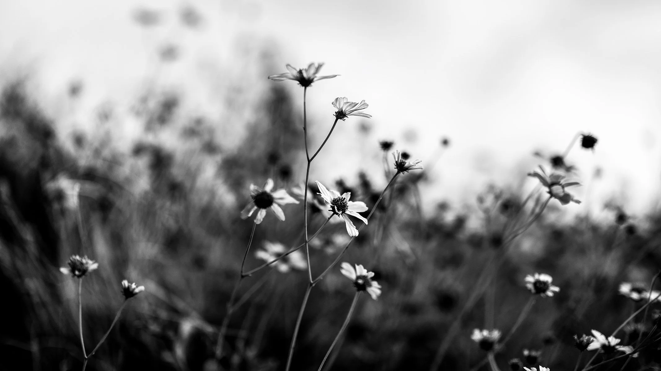 UP-Flowers1_FA9038_169.jpg