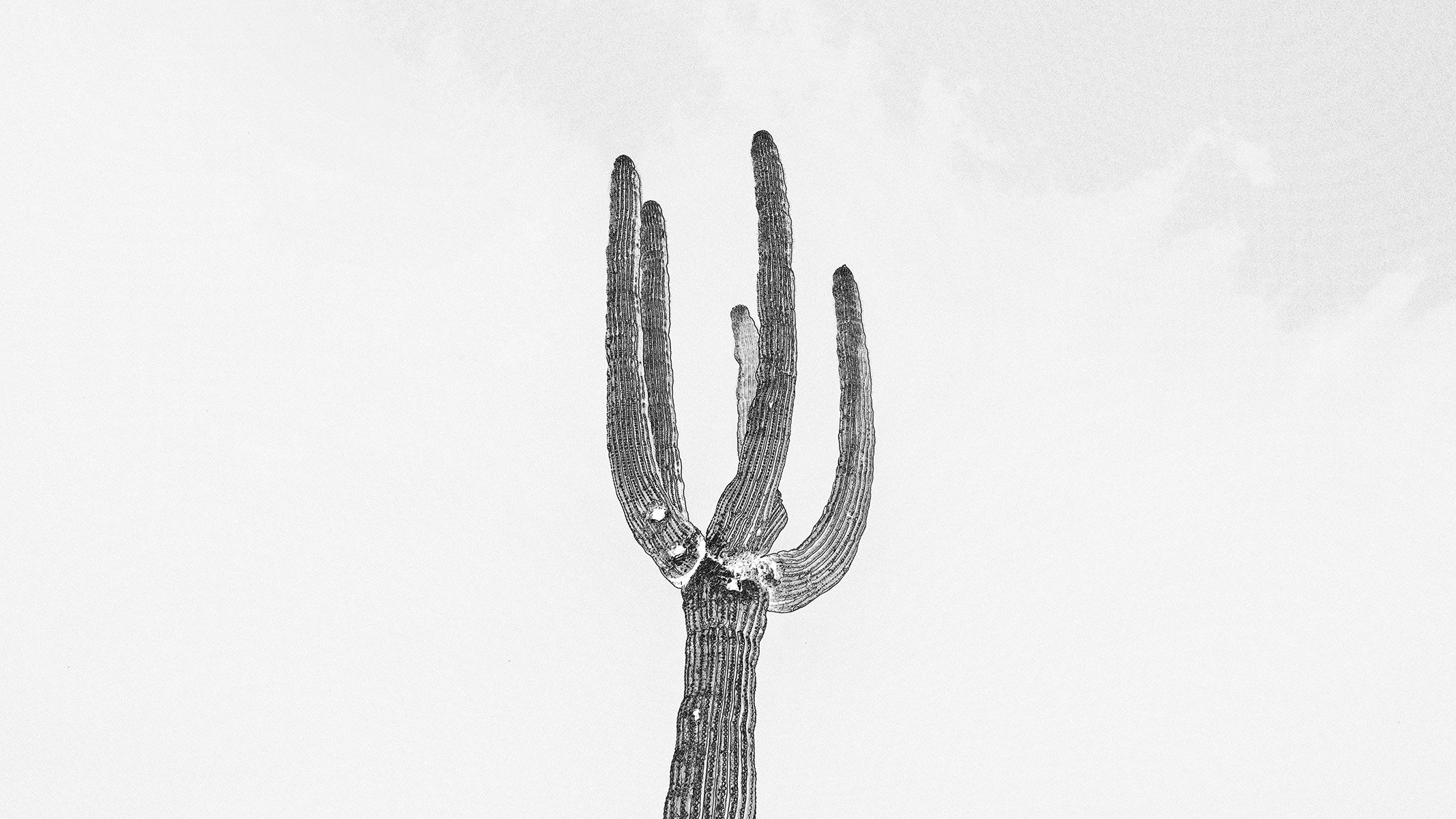 Hackberry_Saguaro1_S0180_169_EDGWHT.jpg