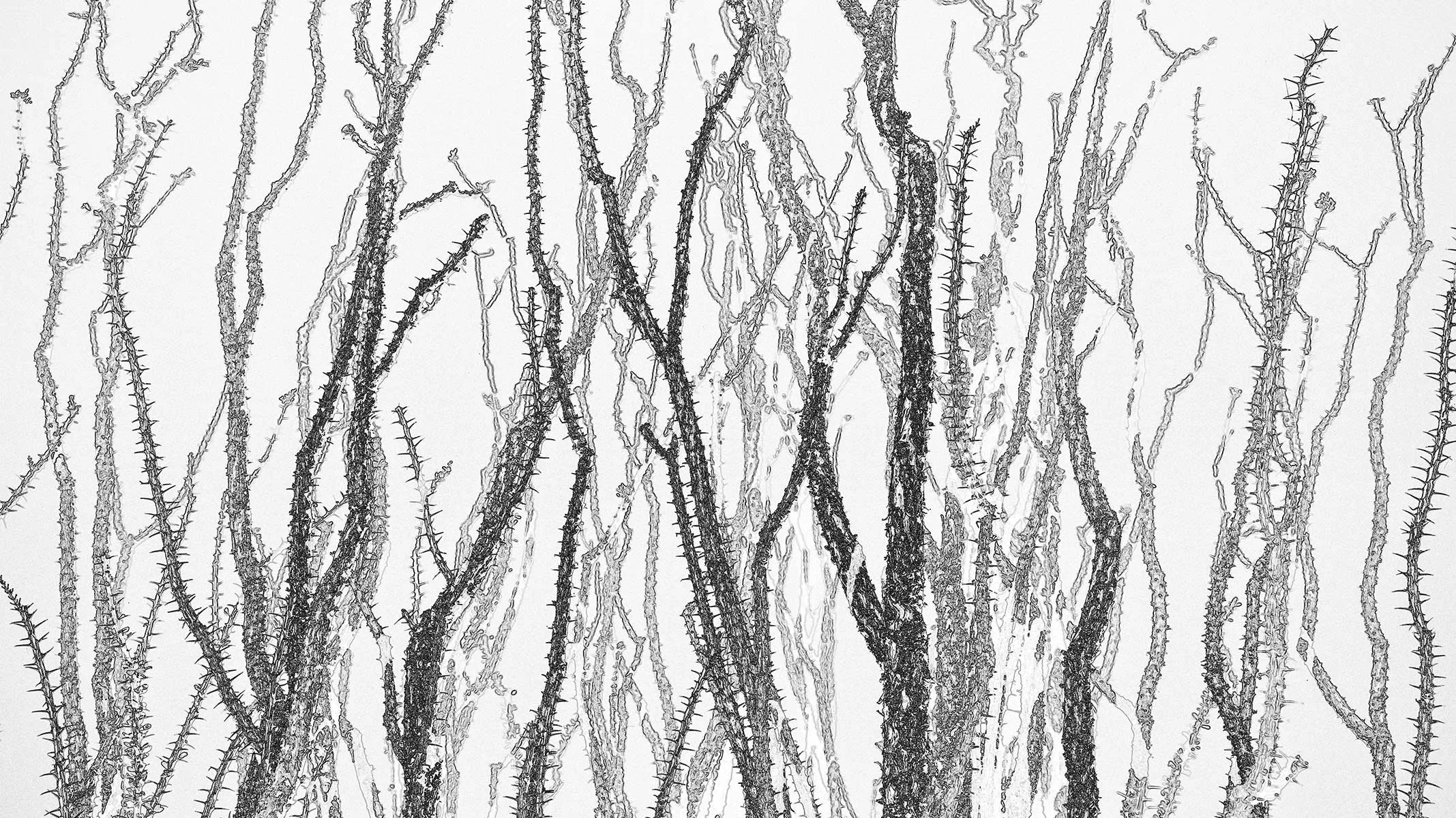 Hackberry_Ocotillo1_7311_169NC_EDGWHT.jpg