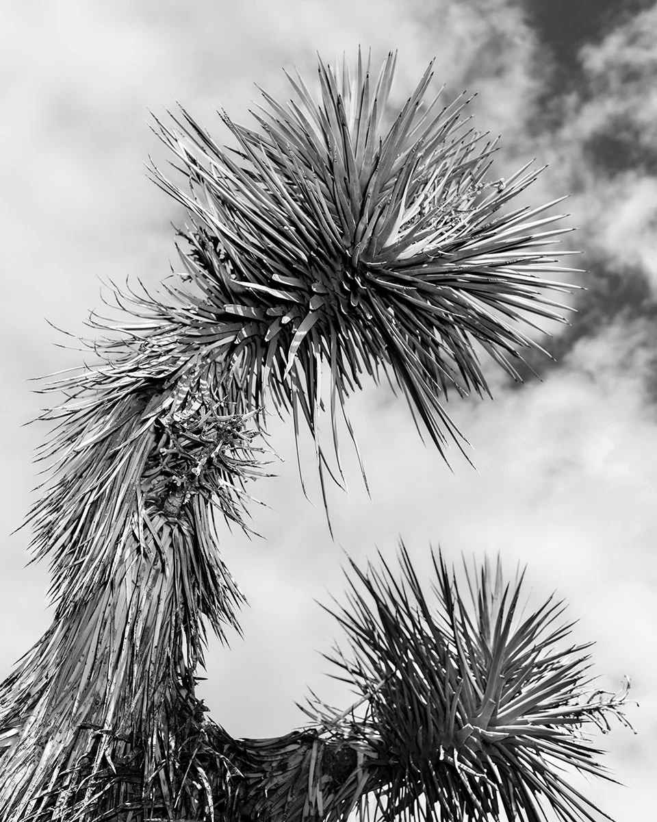 JT-TREE4_7660_54V.jpg