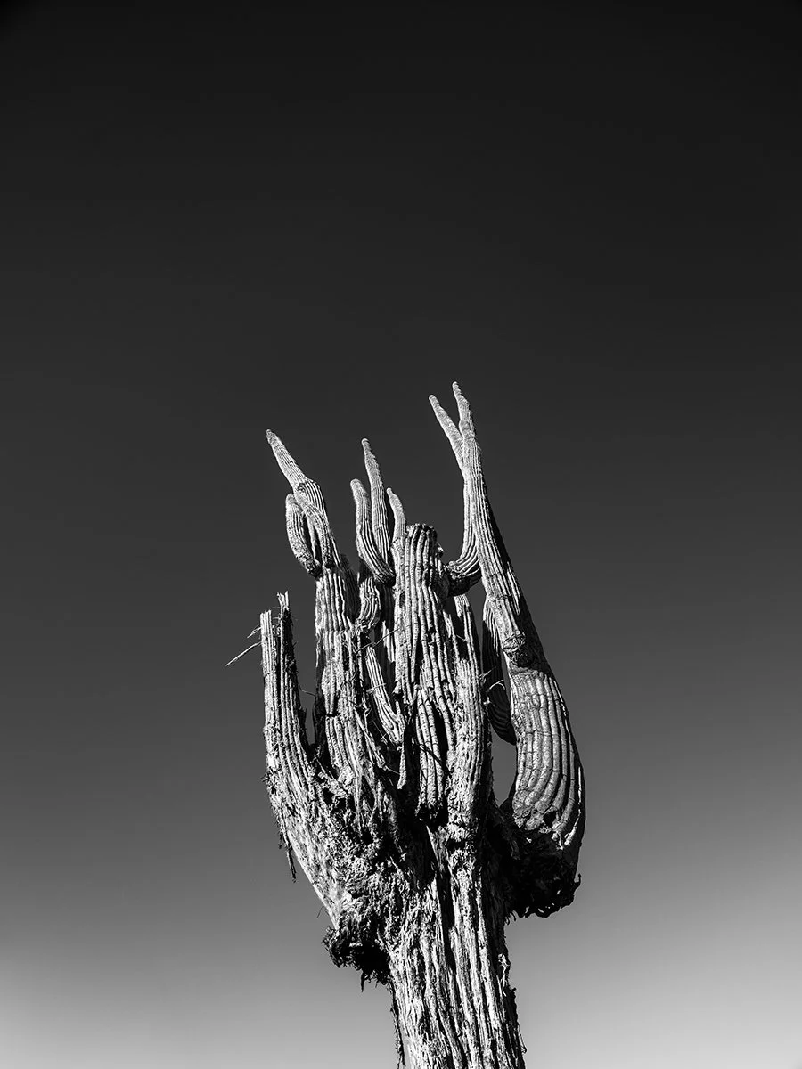 Picket_Saguaro1_9345_43V.jpg