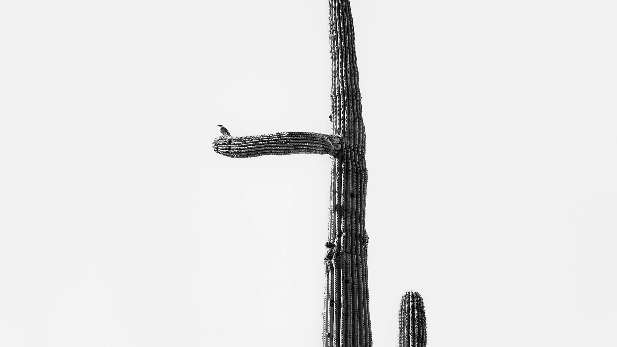Picket_Cactus-Wren1_9458_169.jpg