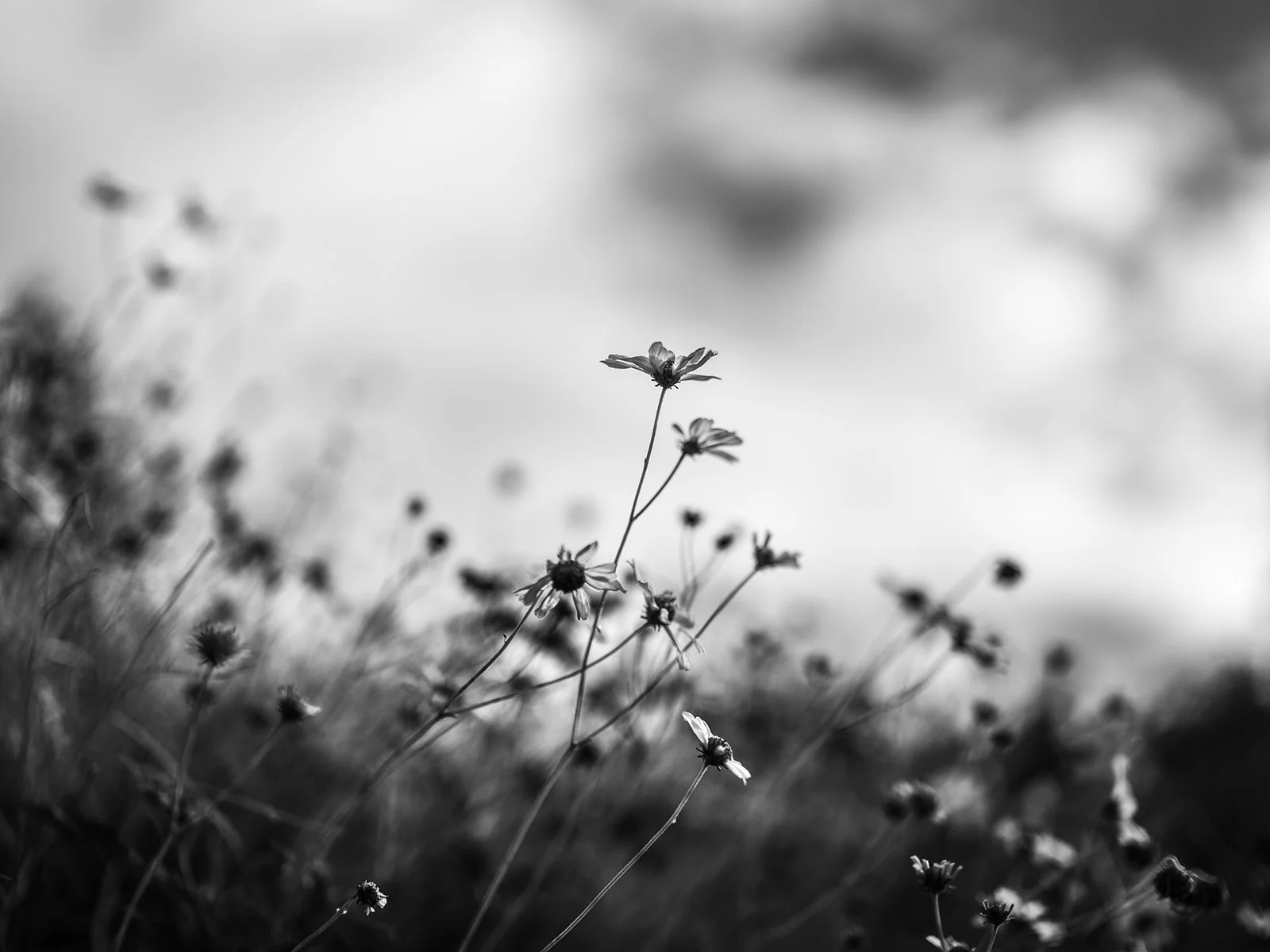 UP-Flowers2_9043_43H.jpg