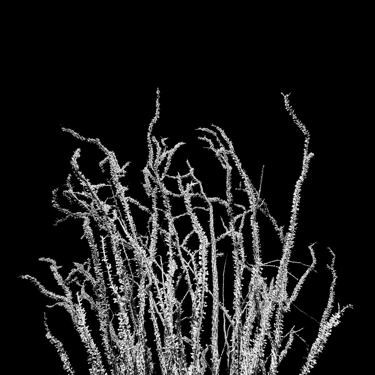 Pickett_Ocotillo_8809_BLK_66.jpg