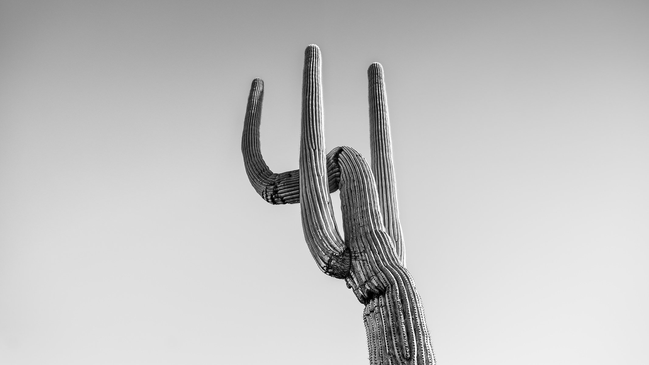 Hackberry_Saguaro2_6955_169.jpg