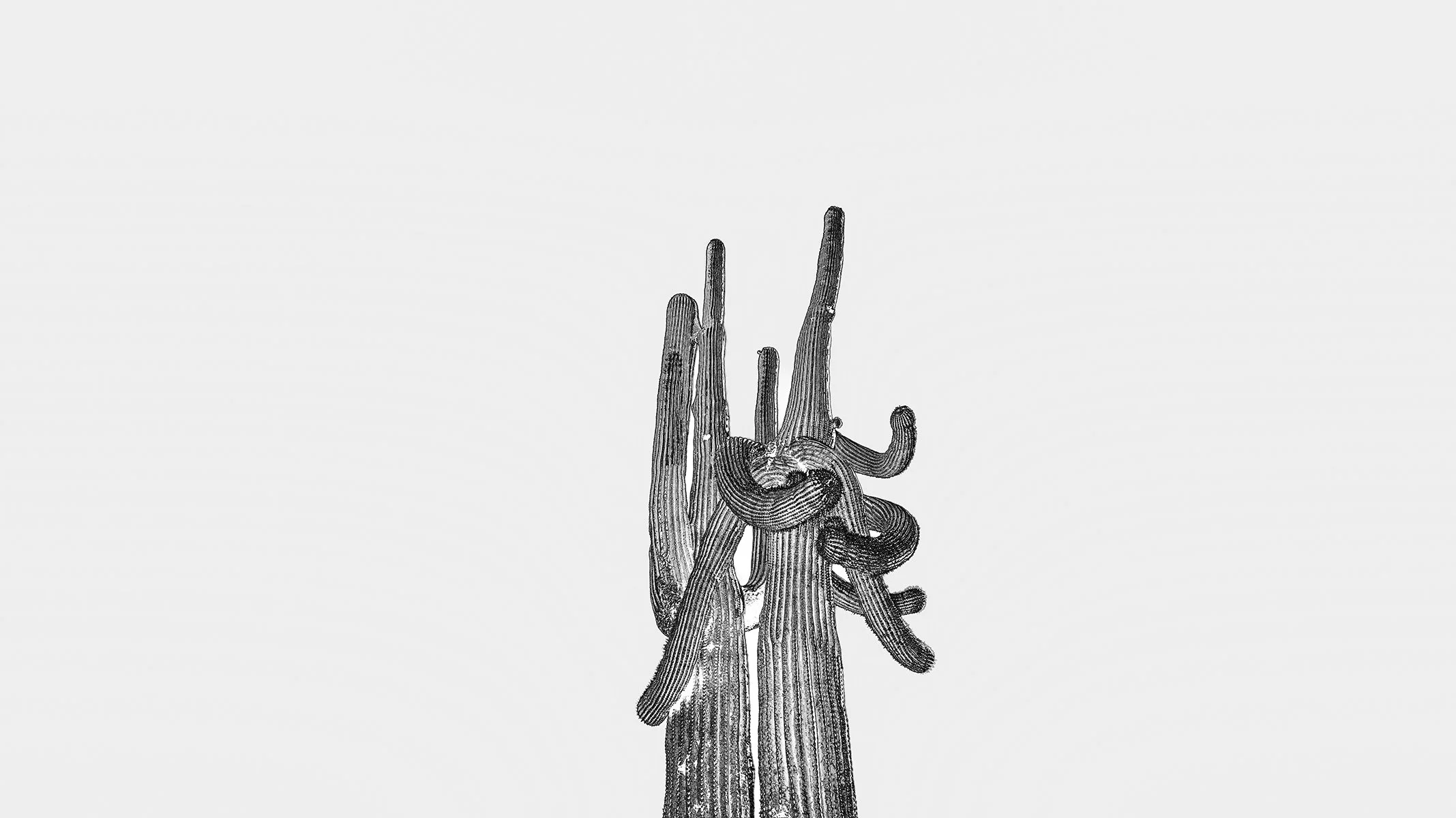 Hackberry_Saguaro1_7223_169NC_EDGWHT.jpg