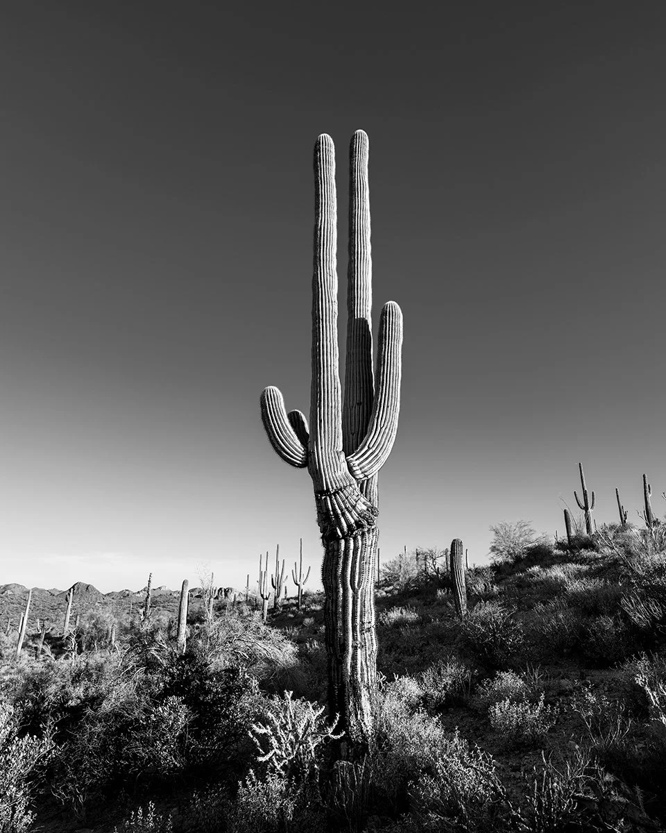 Hackberry_Landscape1_6928_54VC.jpg