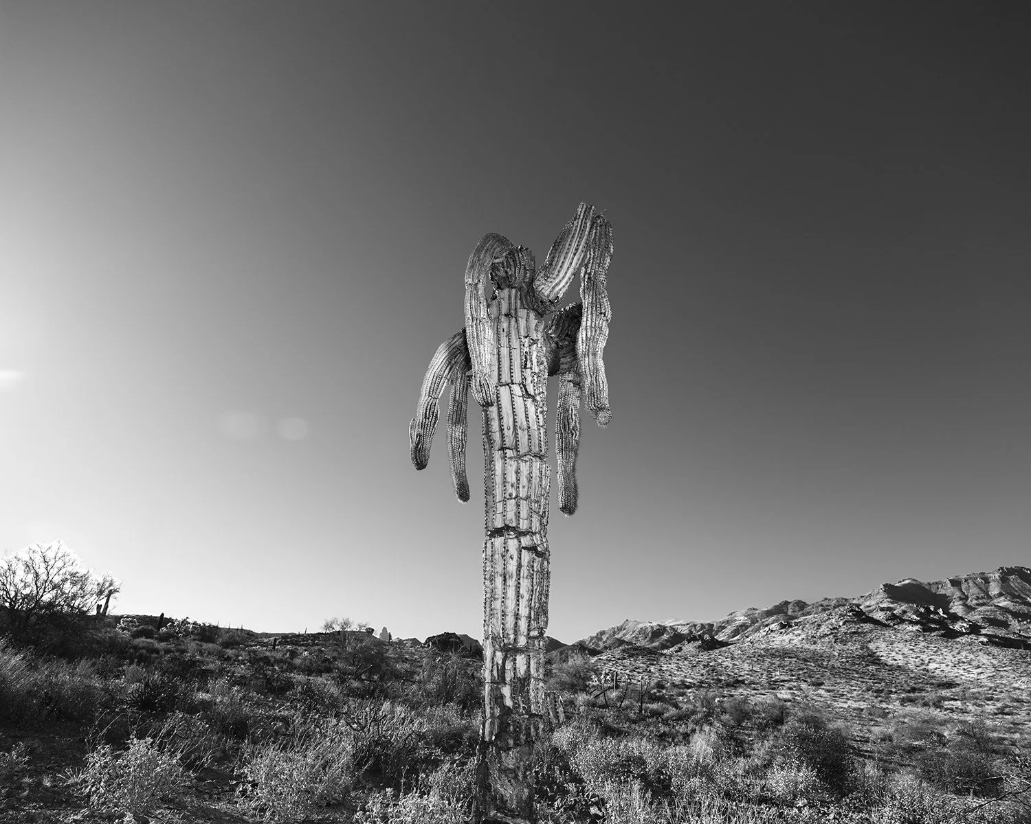 Hackberry_Saguaro3_S16957_54H.jpg
