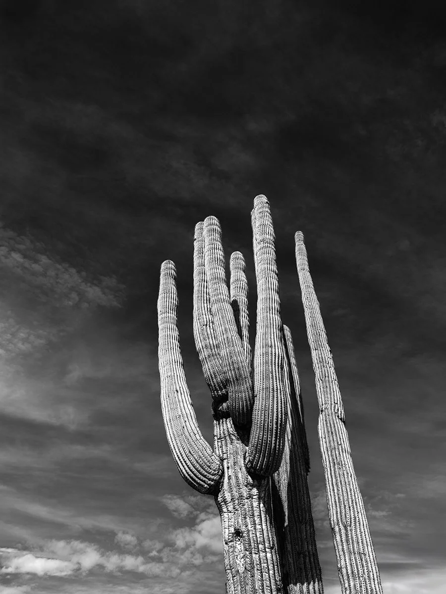 Pickett_Saguaro3_8844_43H.jpg